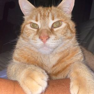 Meet your Posher, Kellie